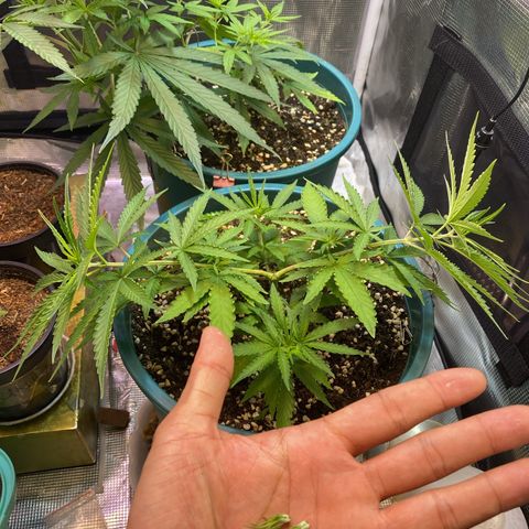 DankBerry  growlog timeline photo