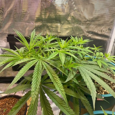 DankBerry  growlog timeline photo