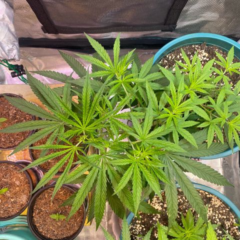 DankBerry  growlog timeline photo