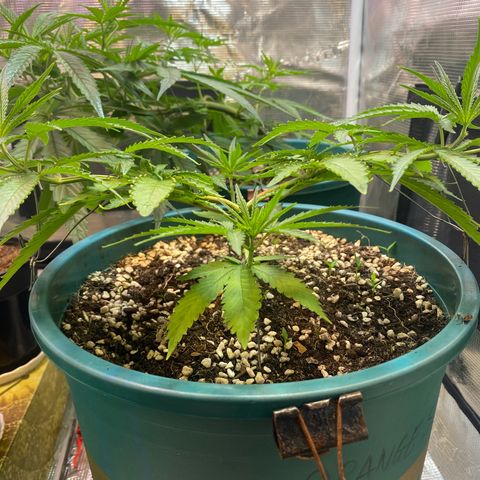 DankBerry  growlog timeline photo