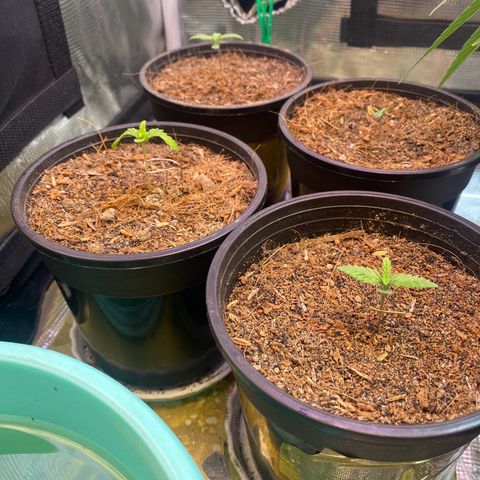 DankBerry  growlog timeline photo