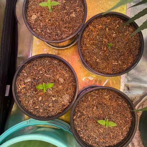 DankBerry  growlog timeline photo