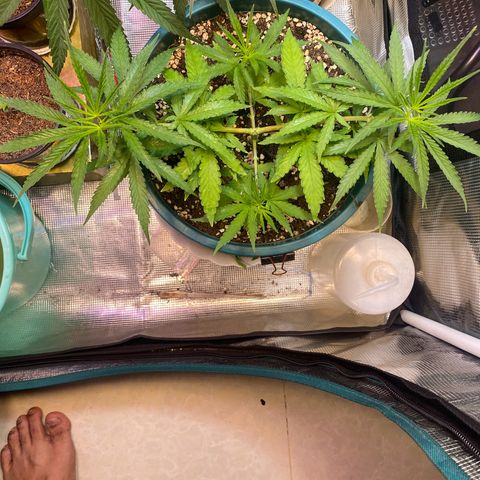 DankBerry  growlog timeline photo