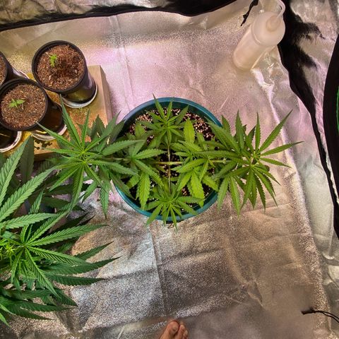 DankBerry  growlog timeline photo