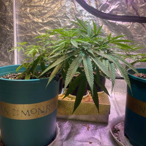 DankBerry  growlog timeline photo