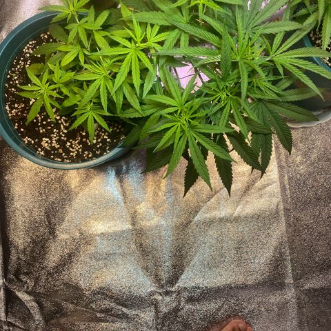DankBerry  growlog timeline photo