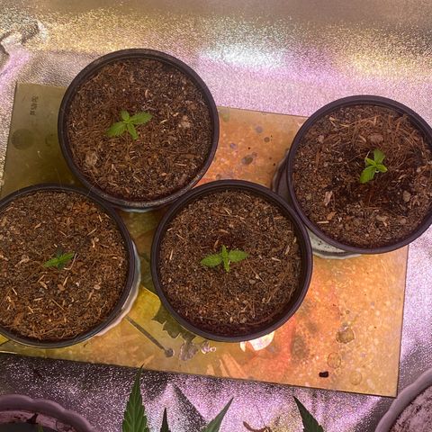 DankBerry  growlog timeline photo