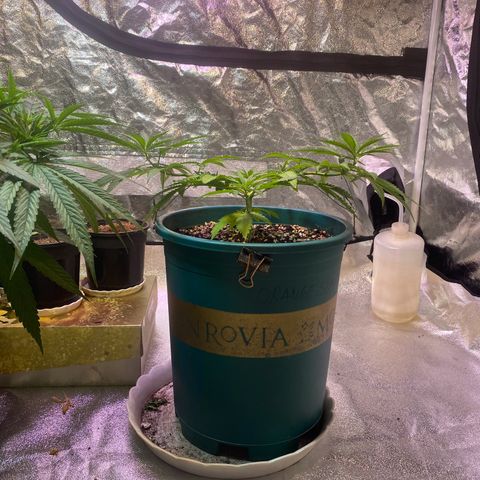 DankBerry  growlog timeline photo