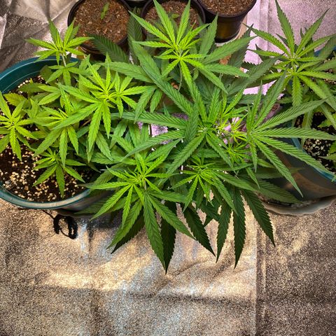 DankBerry  growlog timeline photo
