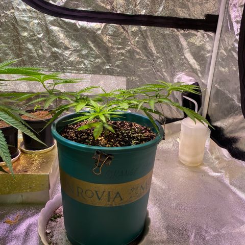 DankBerry  growlog timeline photo