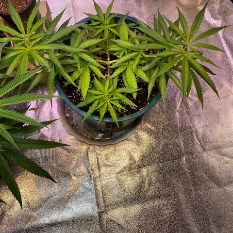 DankBerry  growlog timeline photo