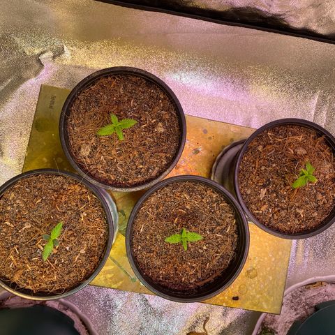 DankBerry  growlog timeline photo