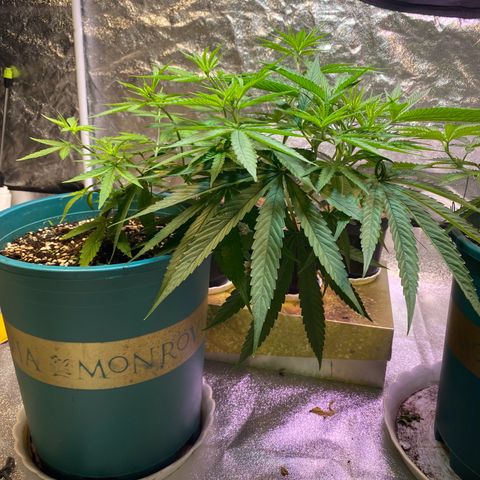 DankBerry  growlog timeline photo