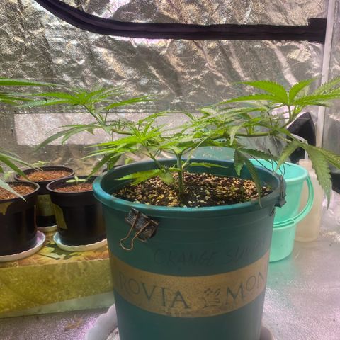 DankBerry  growlog timeline photo