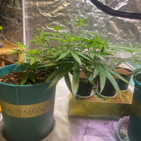 DankBerry  growlog timeline photo