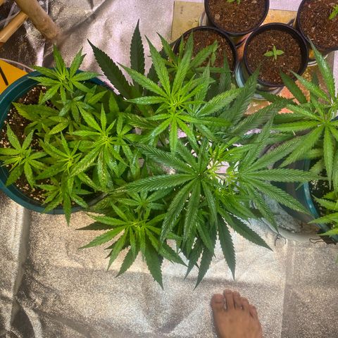 DankBerry  growlog timeline photo