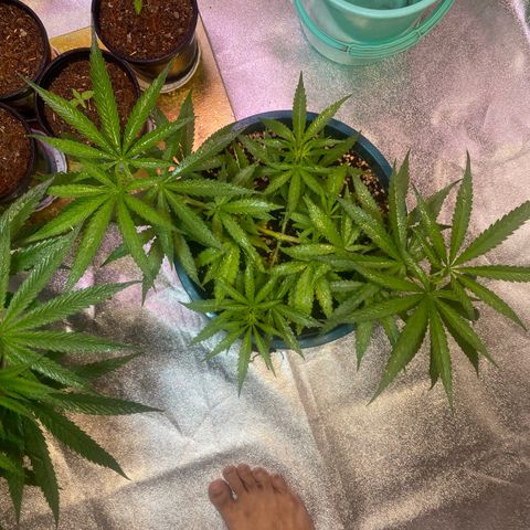 DankBerry  growlog timeline photo