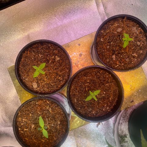 DankBerry  growlog timeline photo