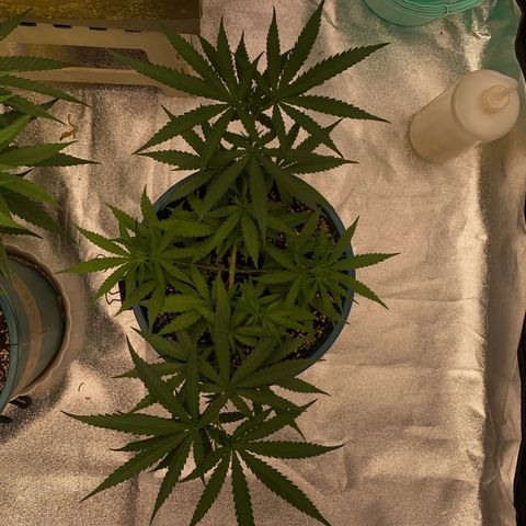 DankBerry  growlog timeline photo
