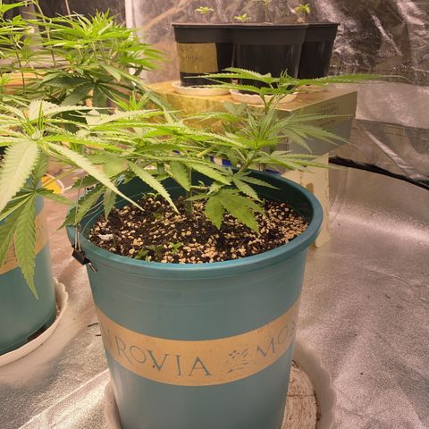 DankBerry  growlog timeline photo