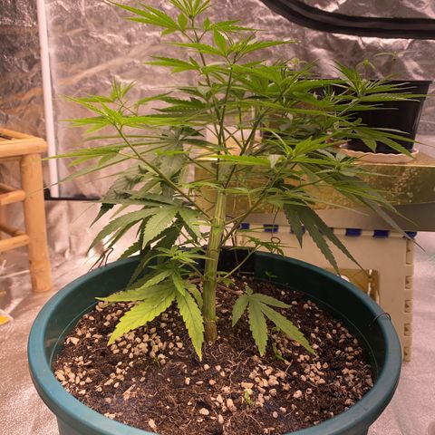DankBerry  growlog timeline photo
