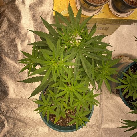 DankBerry  growlog timeline photo