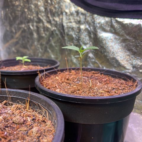 DankBerry  growlog timeline photo