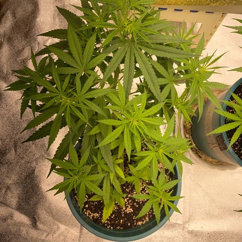 DankBerry  growlog timeline photo