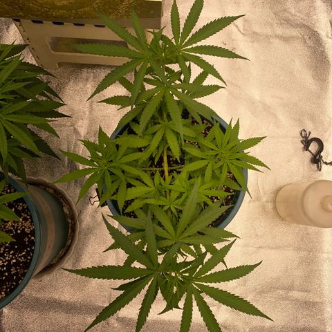 DankBerry  growlog timeline photo