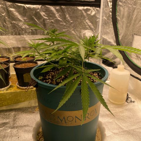 DankBerry  growlog timeline photo