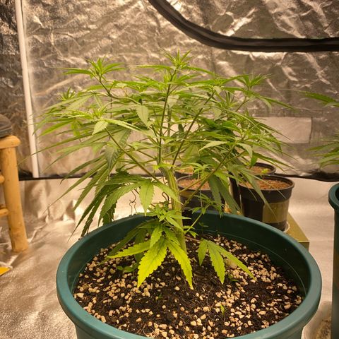 DankBerry  growlog timeline photo