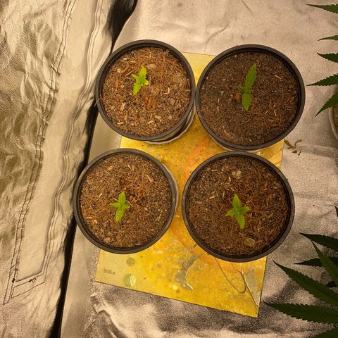 DankBerry  growlog timeline photo