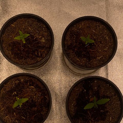 DankBerry  growlog timeline photo