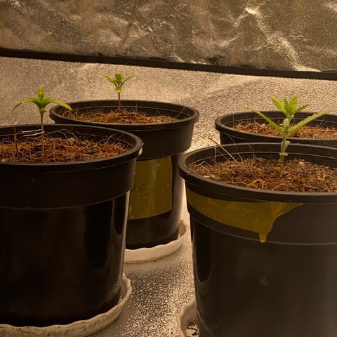 DankBerry  growlog timeline photo