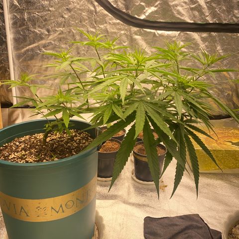 DankBerry  growlog timeline photo