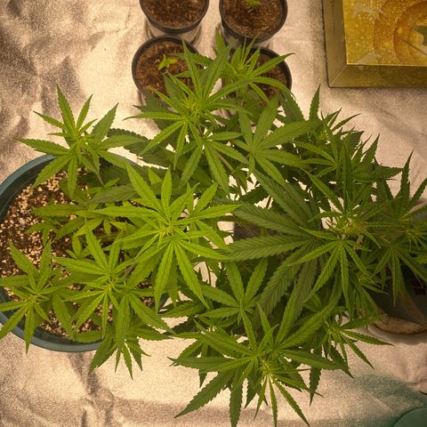DankBerry  growlog timeline photo