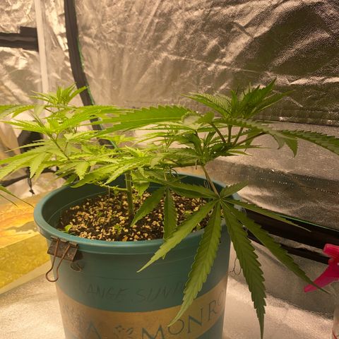 DankBerry  growlog timeline photo