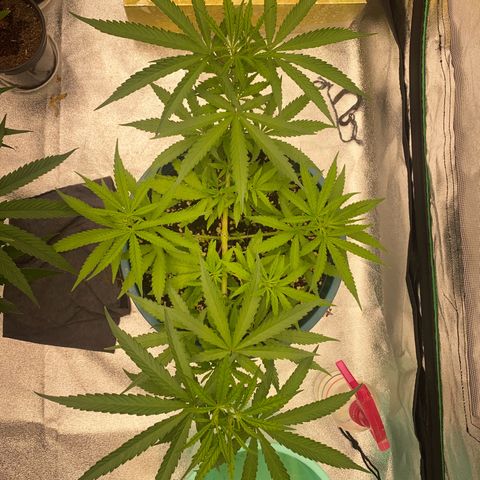 DankBerry  growlog timeline photo