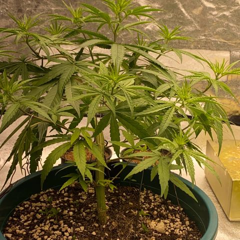 DankBerry  growlog timeline photo