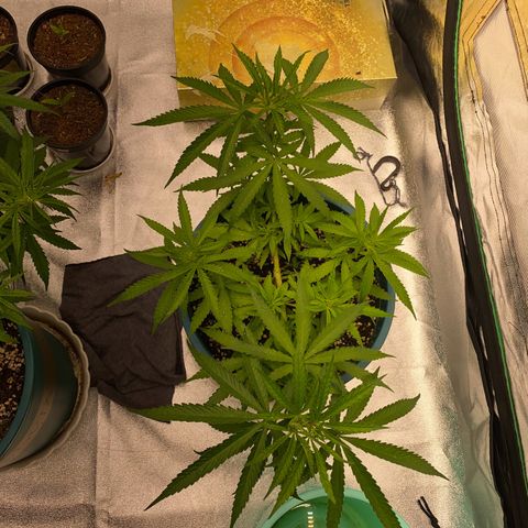 DankBerry  growlog timeline photo