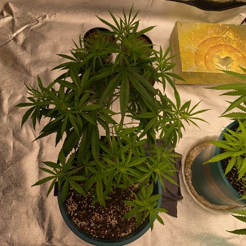 DankBerry  growlog timeline photo