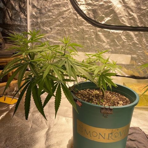 DankBerry  growlog timeline photo
