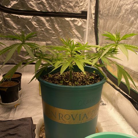 DankBerry  growlog timeline photo