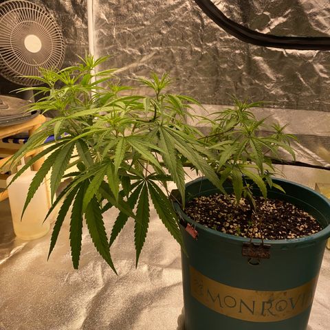 DankBerry  growlog timeline photo