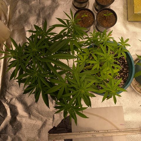 DankBerry  growlog timeline photo