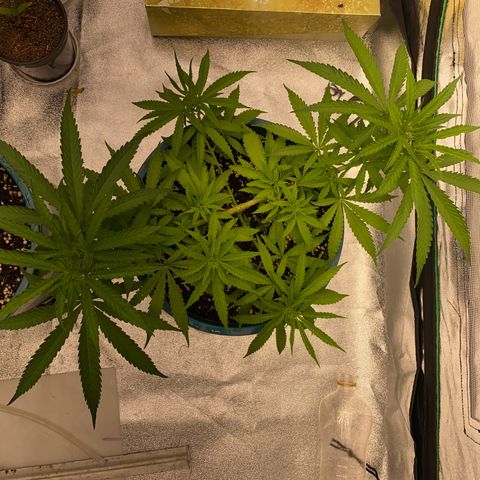 DankBerry  growlog timeline photo