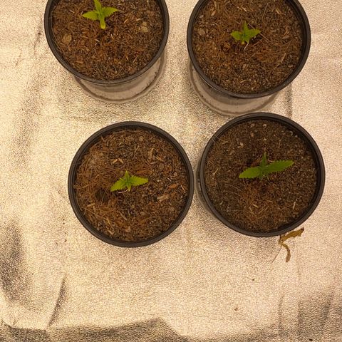 DankBerry  growlog timeline photo