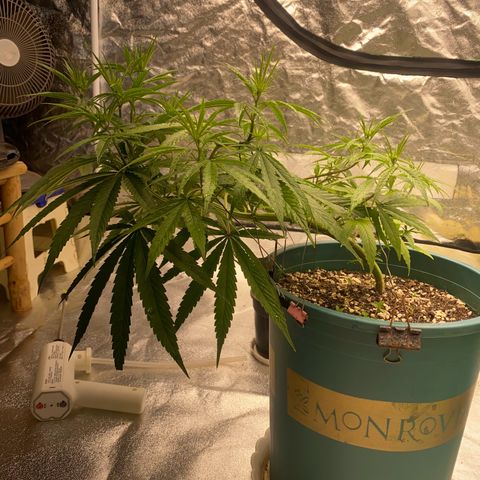 DankBerry  growlog timeline photo