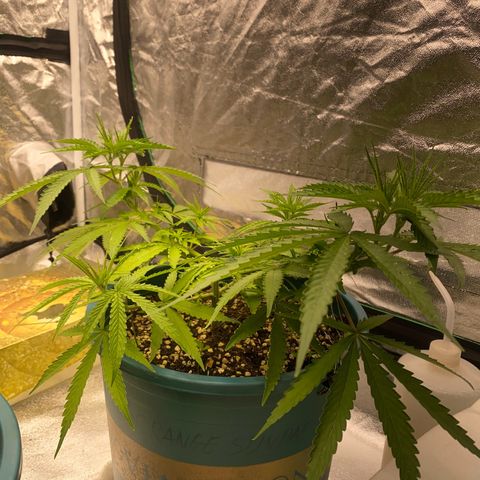 DankBerry  growlog timeline photo