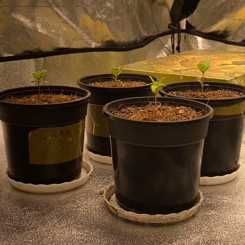 DankBerry  growlog timeline photo